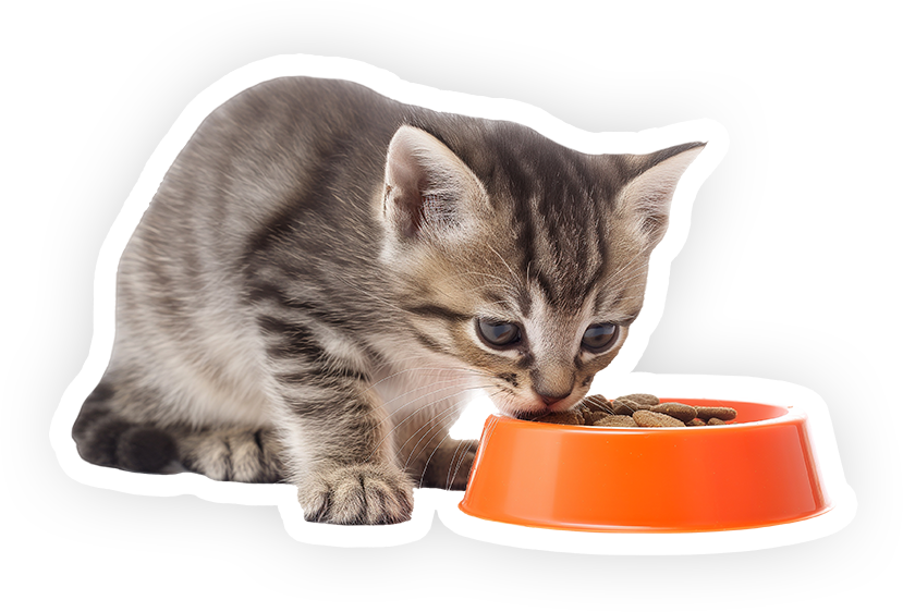 Cat-Eat